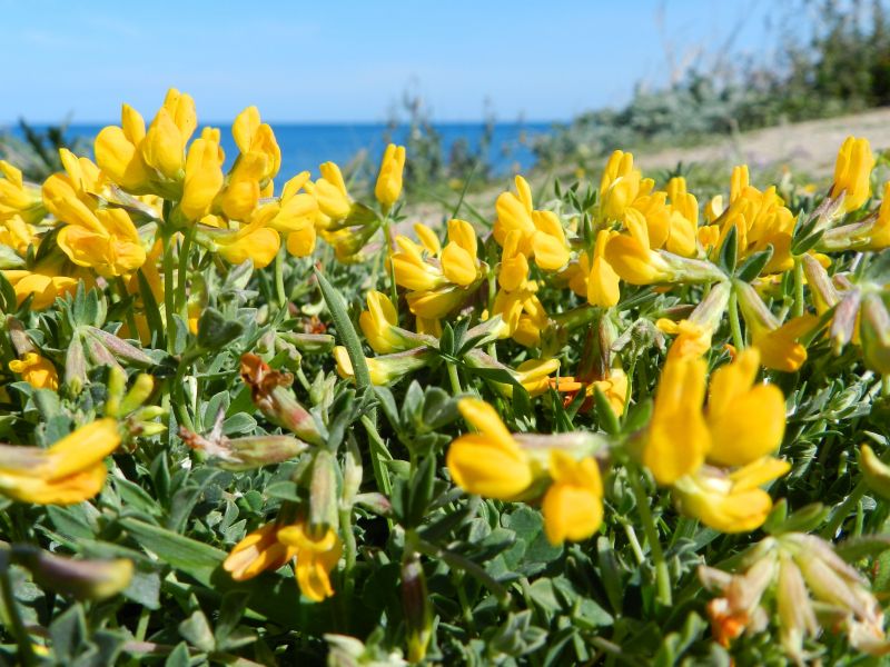 Lotus creticus / Ginestrino delle spiagge